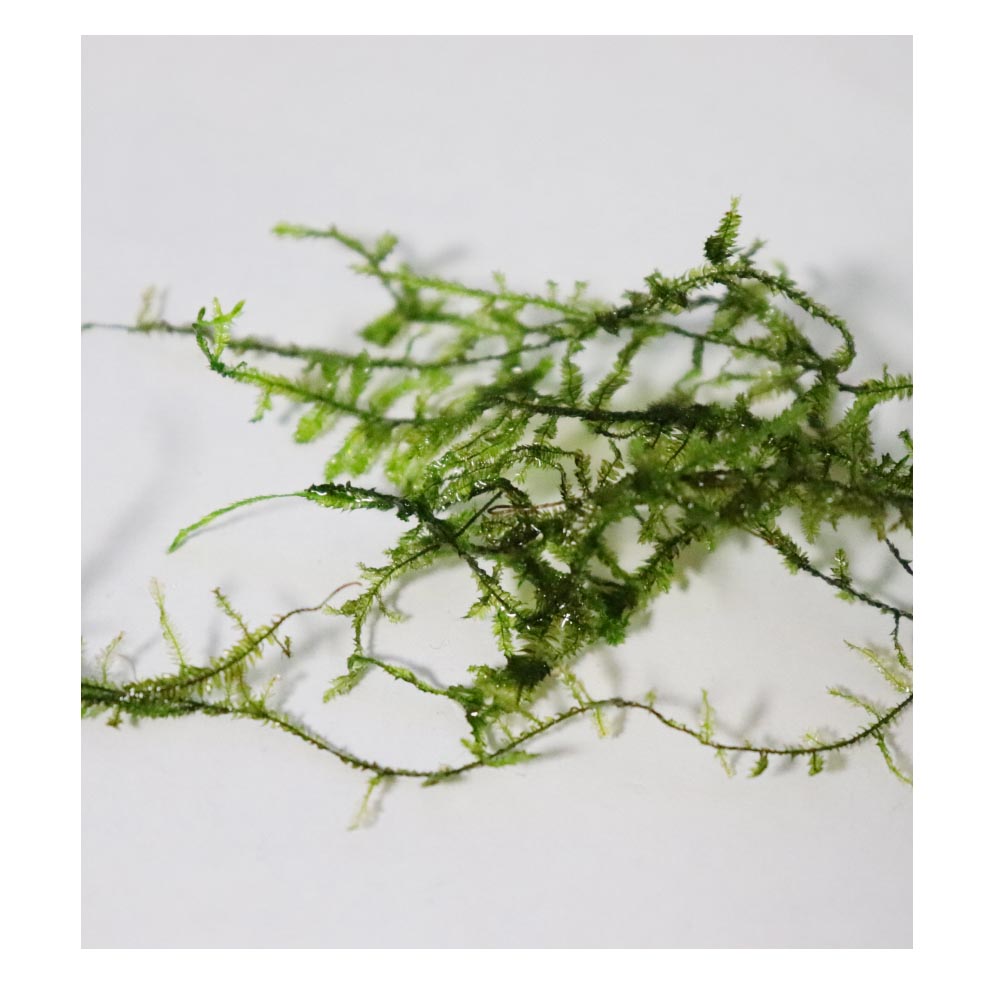 苔テラリウム 苔グラス 水中で生育する苔 インテリアと園芸とホビーのブログ
