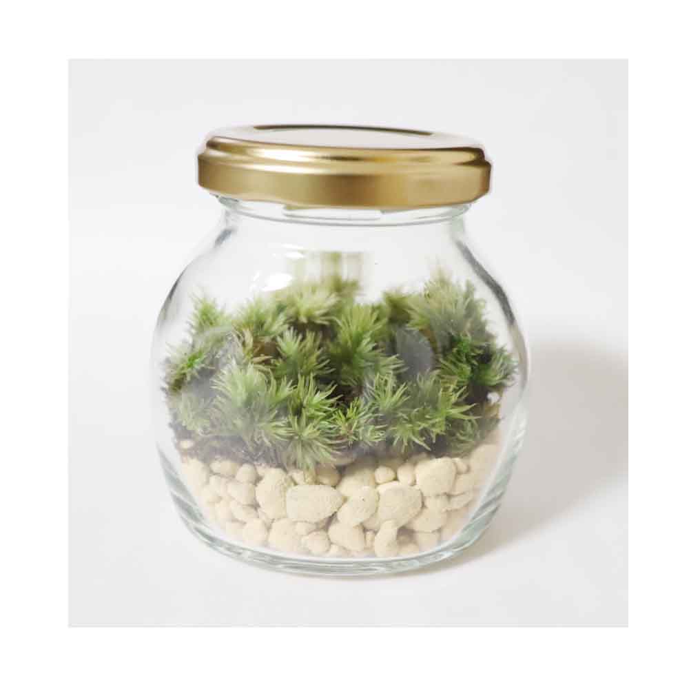 ジャム瓶のガラス容器を用いて苔テラリウムを作る。 | インテリアと園芸とホビーのブログ