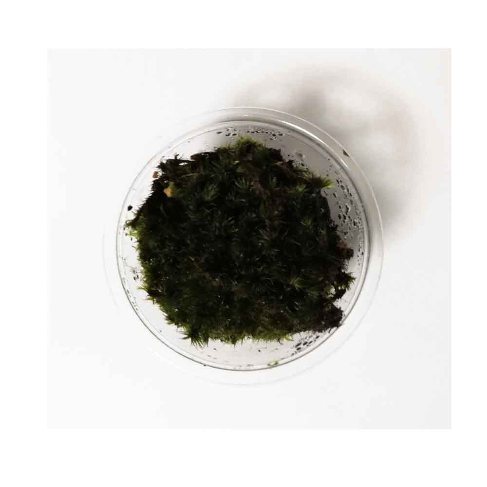 苔の栽培方法と管理方法 黒い苔 フデゴケ インテリアと園芸とホビーのブログ