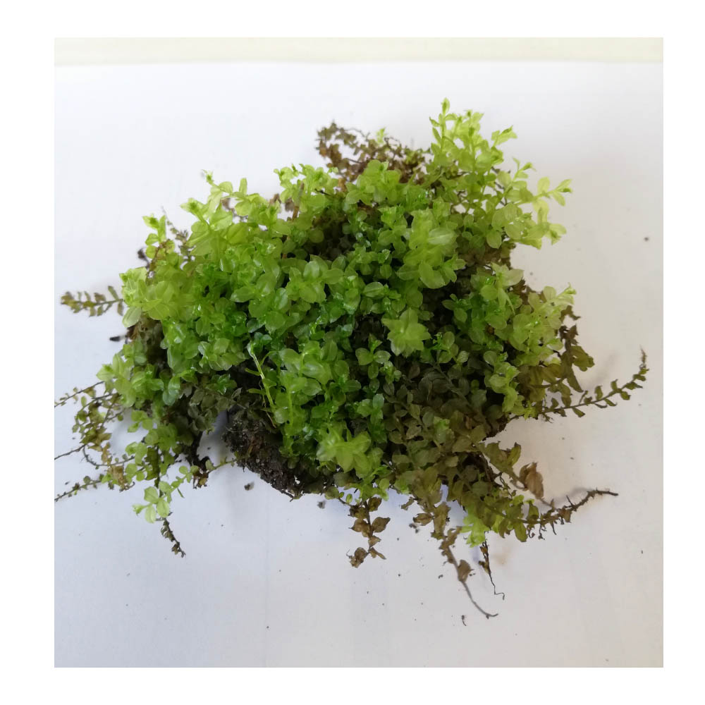 苔の増やし方について 蒔き苔法 移植法 張り苔法 インテリアと園芸とホビーのブログ