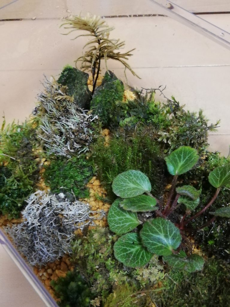 山野草のユキノシタの栽培 管理方法 インテリアと園芸とホビーのブログ