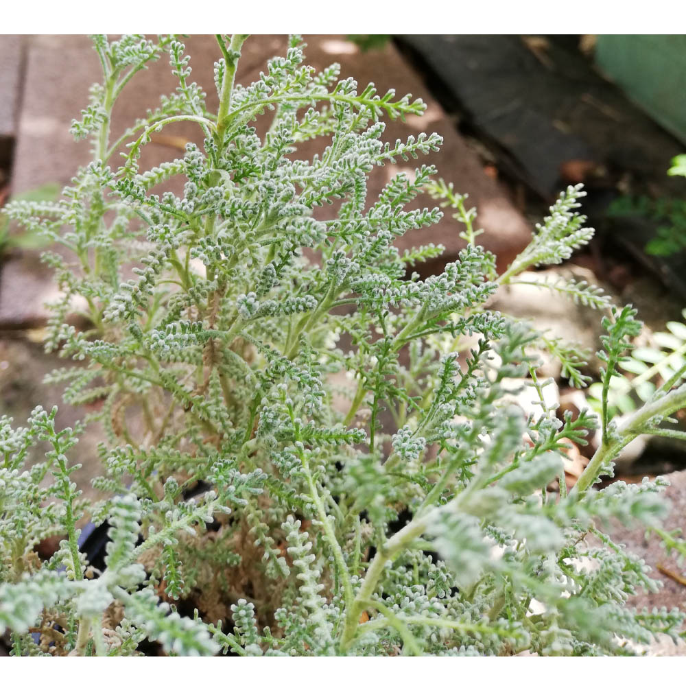 サントリア コットンラベンダーの栽培と楽しみ方 インテリアと園芸と建築のブログ