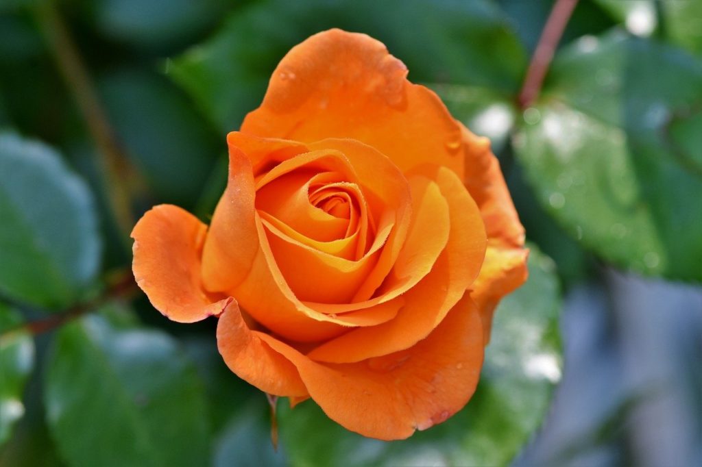バラ栽培の苗の選び方 バラは種類によって咲き方や樹形が違う インテリアと園芸とホビーのブログ