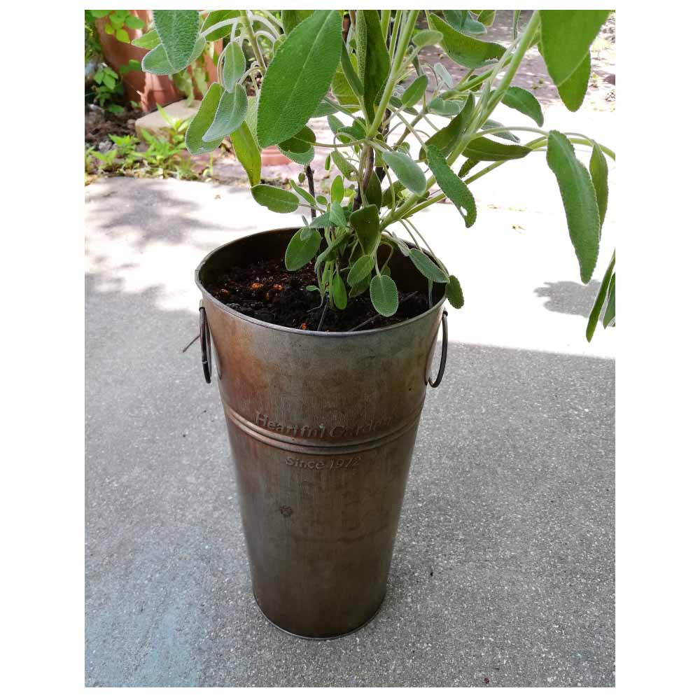 ガーデニング プランター栽培におすすめ ブリキのバケツを鉢植えとして使う方法 インテリアと園芸とホビーのブログ