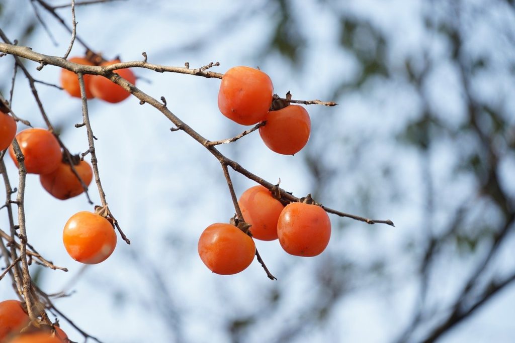 紅葉が楽しめる果樹について インテリアと園芸とホビーのブログ